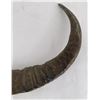 Image 10 : Pair of Water Buffalo Horns