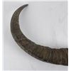 Image 12 : Pair of Water Buffalo Horns