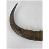 Image 2 : Pair of Water Buffalo Horns