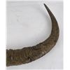 Image 4 : Pair of Water Buffalo Horns