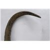 Image 6 : Pair of Water Buffalo Horns