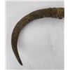 Image 8 : Pair of Water Buffalo Horns