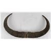 Image 9 : Pair of Water Buffalo Horns