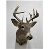 Image 1 : Large Montana Taxidermy Whitetail Deer Mount