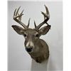 Image 2 : Large Montana Taxidermy Whitetail Deer Mount