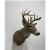 Image 3 : Large Montana Taxidermy Whitetail Deer Mount