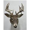 Image 4 : Large Montana Taxidermy Whitetail Deer Mount