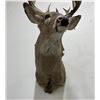 Image 5 : Large Montana Taxidermy Whitetail Deer Mount