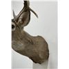 Image 6 : Large Montana Taxidermy Whitetail Deer Mount