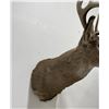Image 7 : Large Montana Taxidermy Whitetail Deer Mount