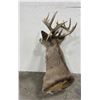 Image 8 : Large Montana Taxidermy Whitetail Deer Mount