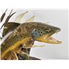 Image 7 : Powell Swanser Trout Wood Carving Lifesized