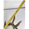 Image 10 : Superb Montana Non Typical Whitetail Deer Horns