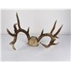 Image 1 : Superb Montana Non Typical Whitetail Deer Horns