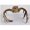 Image 3 : Superb Montana Non Typical Whitetail Deer Horns