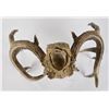 Image 4 : Superb Montana Non Typical Whitetail Deer Horns