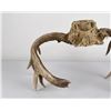 Image 5 : Superb Montana Non Typical Whitetail Deer Horns