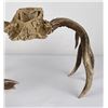 Image 6 : Superb Montana Non Typical Whitetail Deer Horns