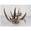 Image 7 : Superb Montana Non Typical Whitetail Deer Horns