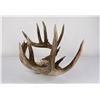 Image 8 : Superb Montana Non Typical Whitetail Deer Horns