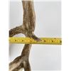 Image 9 : Superb Montana Non Typical Whitetail Deer Horns