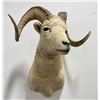Image 1 : Huge Alaskan Trophy Dall Sheep Taxidermy Mount