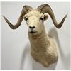Image 2 : Huge Alaskan Trophy Dall Sheep Taxidermy Mount