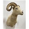Image 3 : Huge Alaskan Trophy Dall Sheep Taxidermy Mount