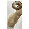 Image 4 : Huge Alaskan Trophy Dall Sheep Taxidermy Mount
