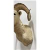 Image 5 : Huge Alaskan Trophy Dall Sheep Taxidermy Mount