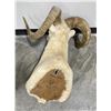 Image 6 : Huge Alaskan Trophy Dall Sheep Taxidermy Mount