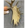 Image 7 : Gigantic Alaskan Moose Horns Taxidermy