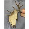 Image 8 : Gigantic Alaskan Moose Horns Taxidermy