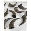 Image 8 : Lot of Buffalo Horn Caps