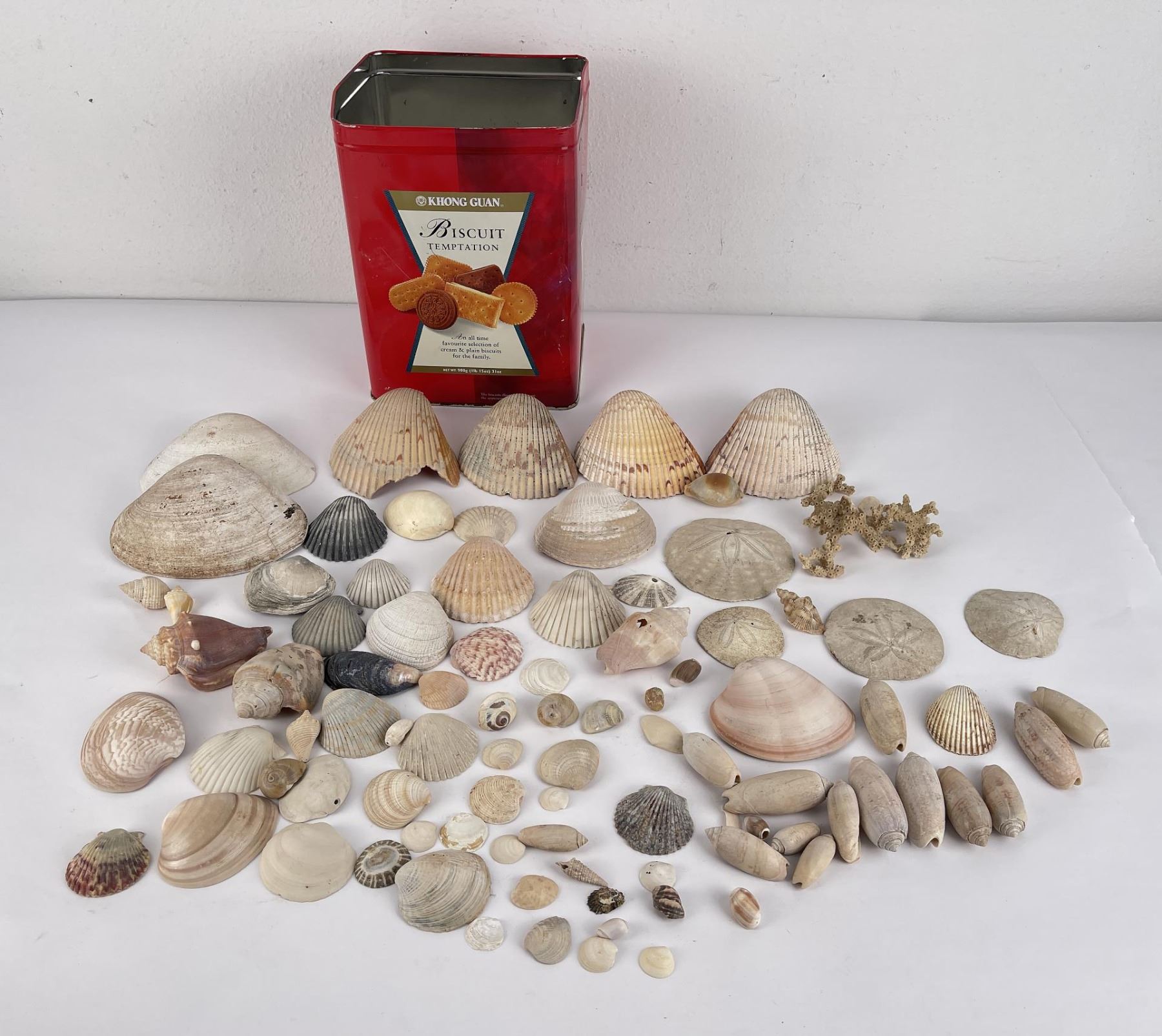 Antique Shell Collection Antique Seashell Shell Collection
