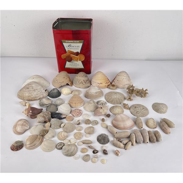 Antique Seashell Shell Collection