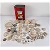 Image 1 : Antique Seashell Shell Collection