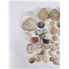 Image 2 : Antique Seashell Shell Collection