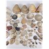Image 3 : Antique Seashell Shell Collection