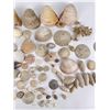 Image 4 : Antique Seashell Shell Collection