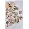 Image 5 : Antique Seashell Shell Collection