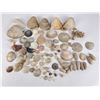 Image 6 : Antique Seashell Shell Collection