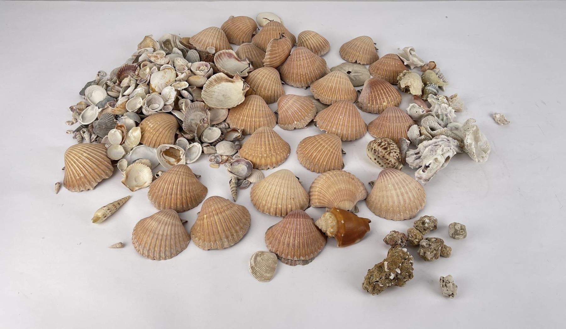 Antique Shell Collection Antique Seashell Shell Collection