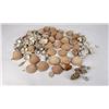 Image 1 : Antique Seashell Shell Collection