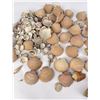 Image 4 : Antique Seashell Shell Collection