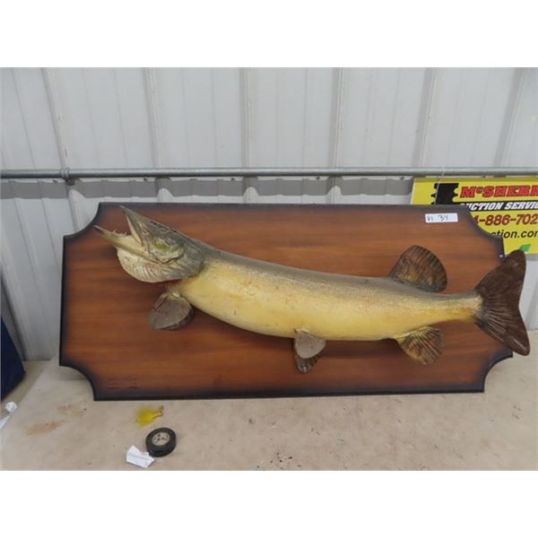 Northern Pike Fish Mount 39" Long