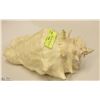 Image 1 : CONCH SHELL DECOR PIECE