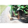 Image 8 : JD 1780 6 row no till planter, dry fertilizer, single disc fertilizer openers, Market cross auger, 3