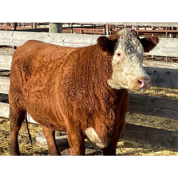Lot 5 - George Tegart - 1 Bred Cow - Red Angus/Hereford X (Pen 412)