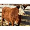 Image 1 : Lot 5 - George Tegart - 1 Bred Cow - Red Angus/Hereford X (Pen 412)
